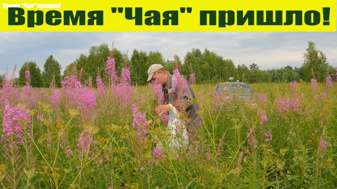 "Иван Чай" - ферментация, сушка. Иван Чай от А до Я! Пришло время Кипрея! смотреть онлайн