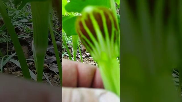 Аризема амурская - Arisaema amurense 24.05.23 смотреть онлайн