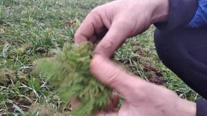 Дилема: Когда сеять фацелию?