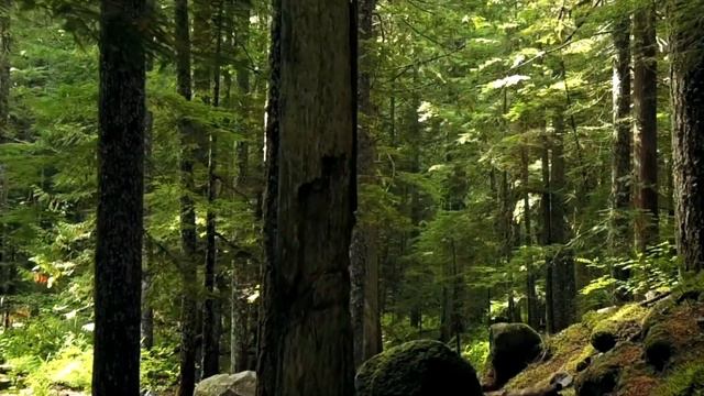 MUSIC FOR RELAXING AND FALLING ASLEEP. SOUNDS OF THE FOREST смотреть онлайн