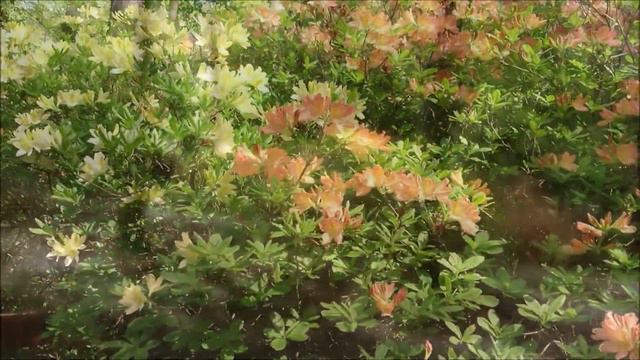 Kám, Jeli Arborétum, Rododendron virágzása, 2018 04 28 смотреть онлайн