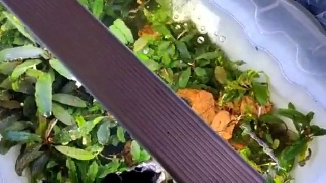 Переделываю свой аквариум 100 литров с буцефаландрами и креветками Red faer ?На грунт Shirakyra смотреть онлайн