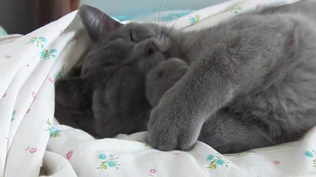 ЯНА СЛАДКИХ СНОВ Спокойной ночи от котика смотреть онлайн