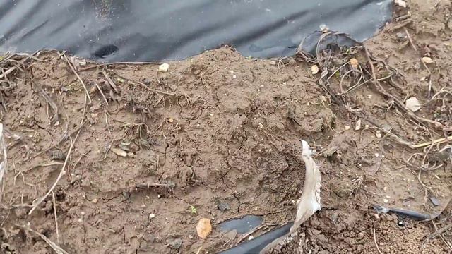 Что я делаю на клубнике в конце ноября ! Мои планы в недалёкое будущее смотреть онлайн