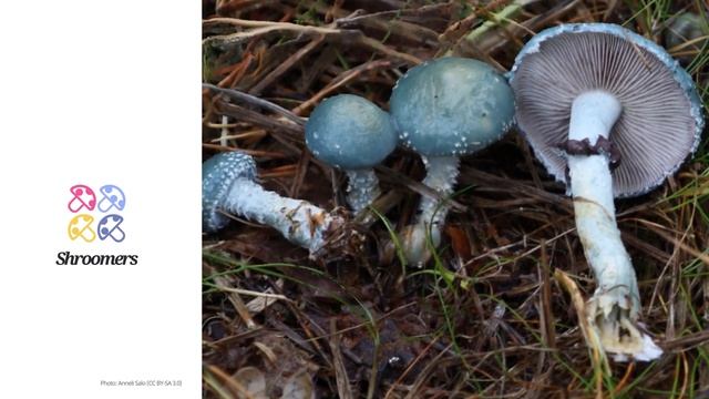 Verdigris agaric (Stropharia aeruginosa) | Lookalikes | Practical Short Profile | Shroomers смотреть онлайн