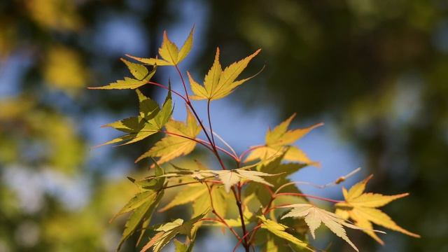 EOSR7 +TTArtisan 90mm F1.25