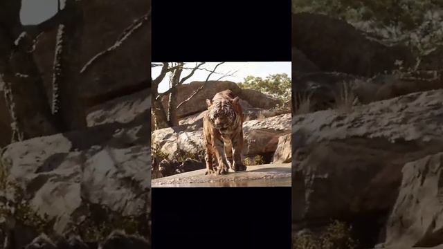 Лев 🦁 против тигра 🐯 эпичная битва🔥🔥 смотреть онлайн