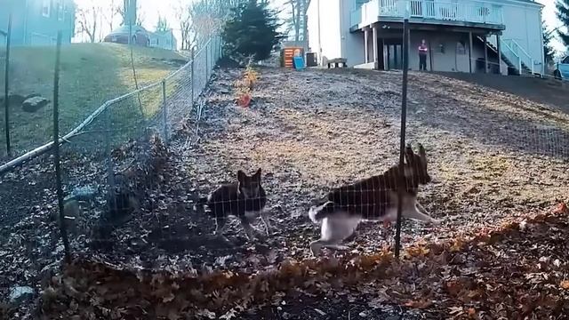 Животные- Герои, которых Удалось Снять на Камеру смотреть онлайн