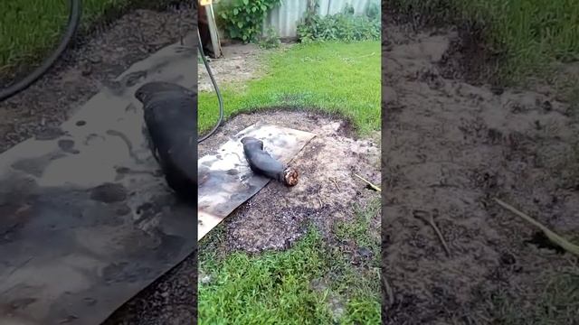 Опаливаем на костре говяжьи ноги для холодца