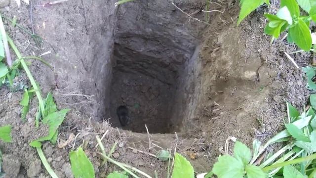 Как поймать мышь за 5 секунд смотреть онлайн