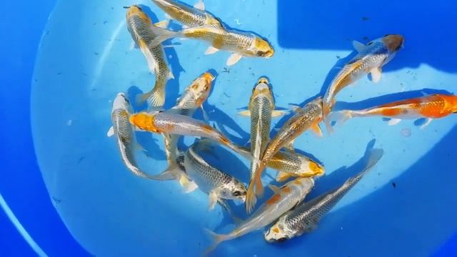 Карпы кои 13-15 см. Куджаку. Продажа. смотреть онлайн