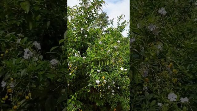 Mountain Hike | Kadoorie Farm and Botanic Garden | Inday Rubi's Vlog | ofwhk смотреть онлайн