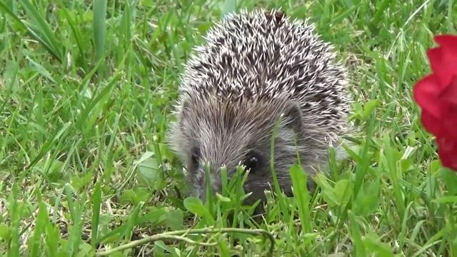 В Мире Животных / Весёлые моменты из жизни животных / смотреть онлайн