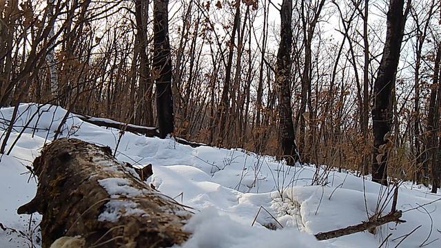 WINTER FOREST FAR ON THE HILL смотреть онлайн