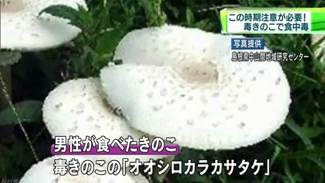 毒きのこ食べて食中毒　島根県出雲市 смотреть онлайн