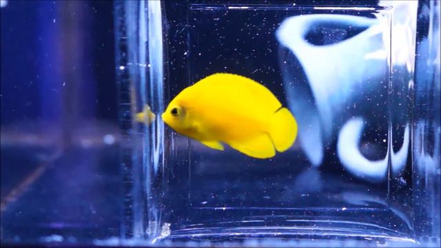 Yellow Angel at Elite Reef of Denver, Colorado смотреть онлайн