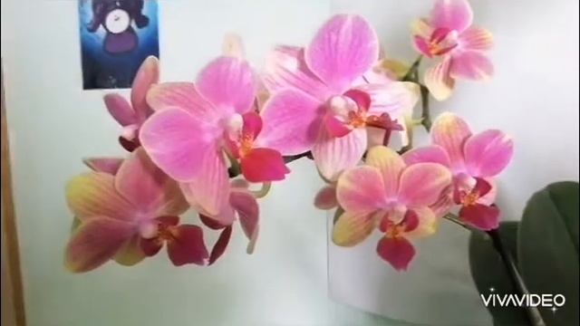 #GVOS2020 Phalaenopsis "Summer Song" смотреть онлайн