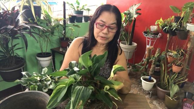 DRIMIOPSIS MACULATA || TRICKS AND CARE TIPS @Passion at60 смотреть онлайн