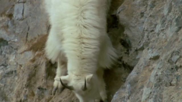 EAGLE vs MOUNTAIN GOAT !!! Let's see if the mountain goat can escape death смотреть онлайн