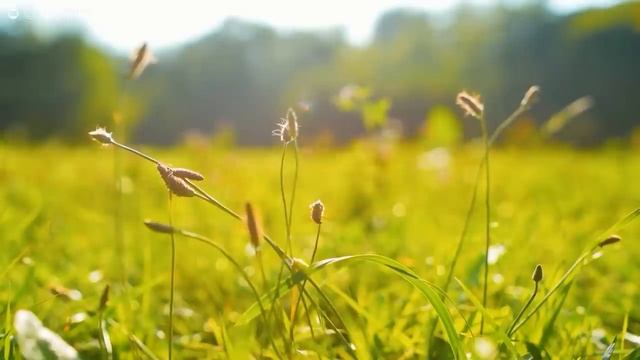 Прекрасная расслабляющая музыка для снятия стресса • Музыка для медитации, музыка для сна.