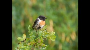 Жюль Массне. "ЭЛЕГИЯ"... (Фото Анатолия Зверева (Тула) - Поёт Борис Штоколов)