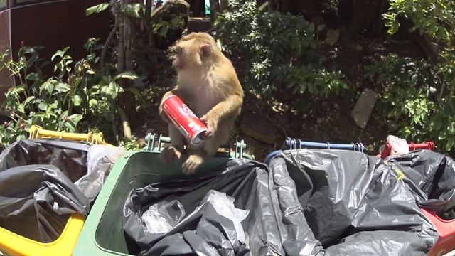 День 4. Big Buddha (Большой Будда), штраф за езду без прав, обезьяна в мусорке, пляжи и др.