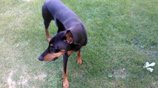 Doberman caught stealing apples смотреть онлайн