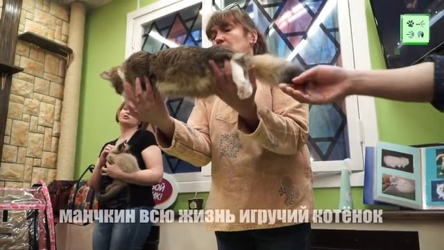 Манчкин смотреть онлайн