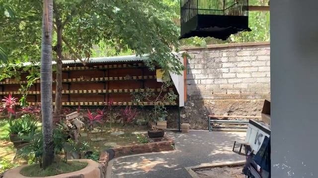 Бали. Самый дорогой и полезный в мире мёд делают самые маленькие в мире пчёлы. Они меньше москитов. смотреть онлайн