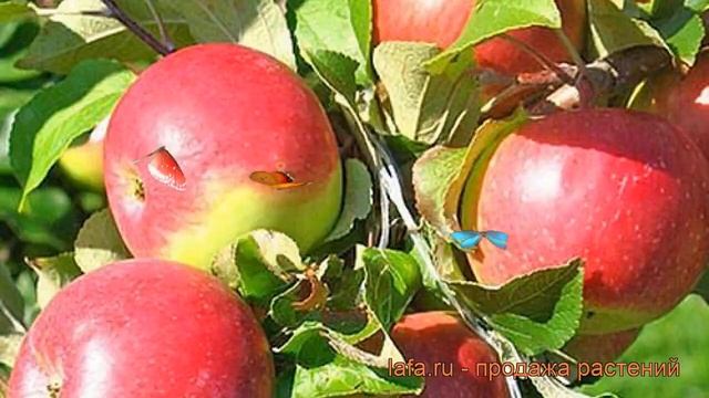 Яблоня средний Уэлси (malus wealthy) ? средний яблоня Уэлси обзор: как сажать, саженцы яблони Уэлси смотреть онлайн