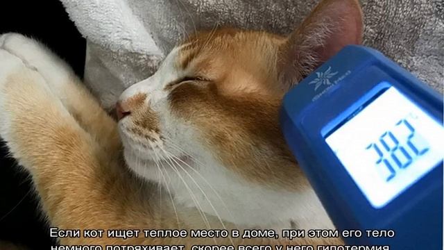 Как понять что у кошки температура: примеры без градусника смотреть онлайн