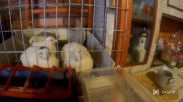 Как завести перепелок дома для новичков. смотреть онлайн