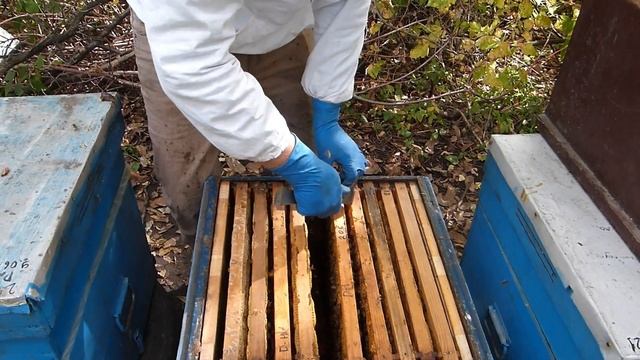 Почему карника? Основное отличие карники от бакфаст. смотреть онлайн