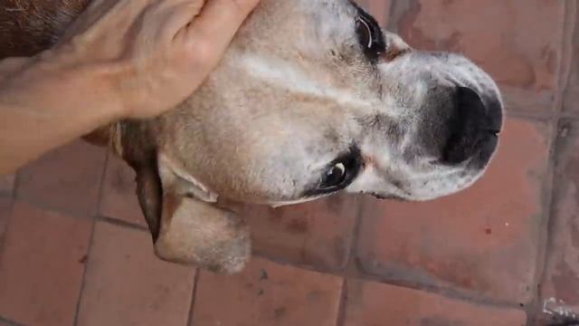 Делаю Детокс - Любимый Кекс с Голубикой - Рецепт от Эгине - Heghineh Cooking Show in Russian смотреть онлайн