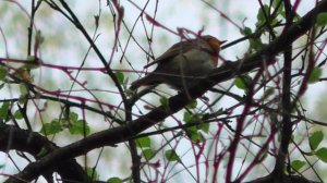 Как поет зарянка