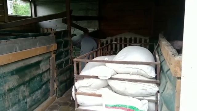 Продажа поросят/Вес породы свиней Пьетрен в 2 месяца смотреть онлайн