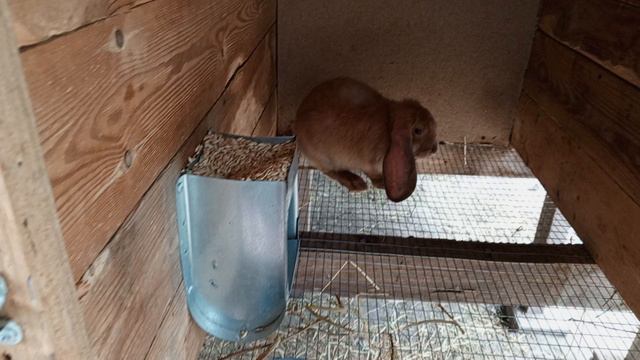 новый кролик в моём кроличьем хозяйстве.