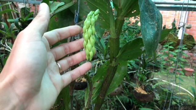 Lan Kiều Dẹt- Thuỷ tiên dẹt - Dendrobium sulcatum смотреть онлайн