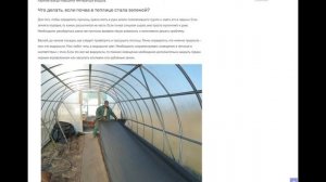 Что делать, если земля в теплице позеленела: причины появления зелени в парнике, как избавиться