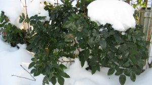 Подкормки по снегу  Чем подкормить растения весной