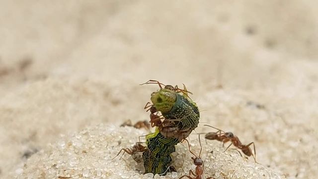 Муравьи против ГУСЕНИЦЫ часть 1 Ants vs Caterpillar Part 1 смотреть онлайн