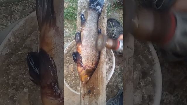 Чистим рыбу Линь смотреть онлайн