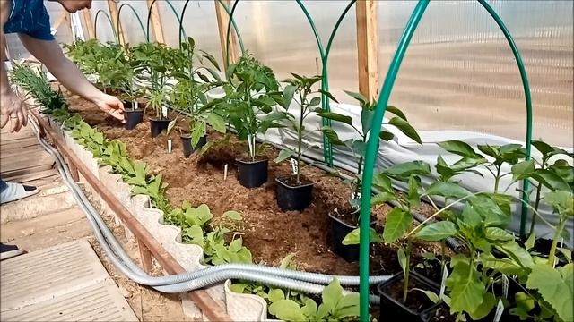 Для РАННЕГО УРОЖАЯ, высаживаем рассаду томатов и перцев | 10 апреля 2023 г. смотреть онлайн