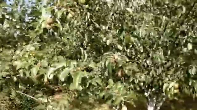 Созревание груши различных сортов смотреть онлайн