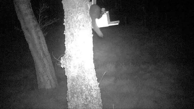 Pine Martens Being Bullied by Tawny Owls смотреть онлайн