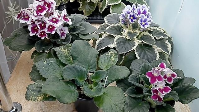 Обработка "новобранцев", листиков, деток и взрослых растений, поступающих в коллекцию. смотреть онлайн