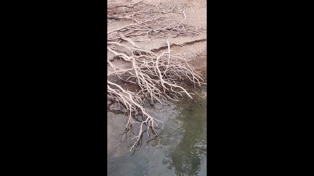 Tree Of Life смотреть онлайн