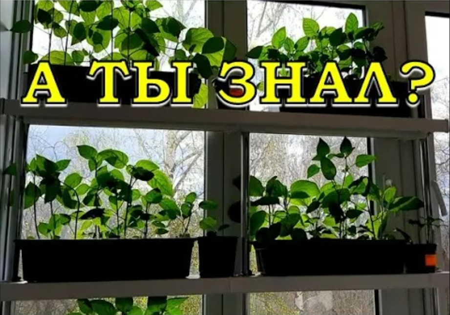 ЭТО нужно ВСЕМ: бюджетная ХИТРОСТЬ для настоящих дачников???