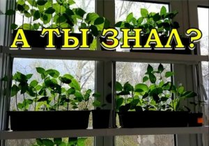 ЭТО нужно ВСЕМ: бюджетная ХИТРОСТЬ для настоящих дачников???