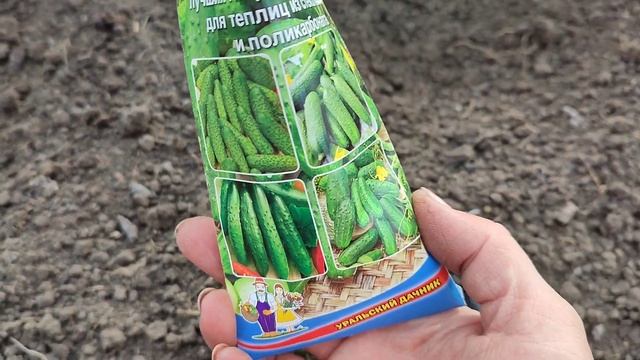 Чеснок и лук подкормливаю в апреле только так! Посев в теплице. Классная дача. смотреть онлайн